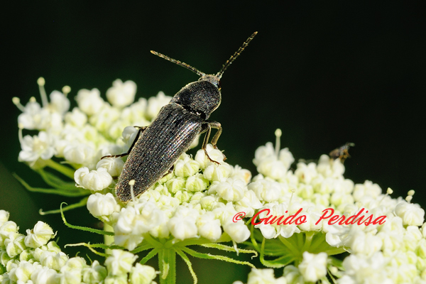 ID Elateridae - Cidnopus sp.?