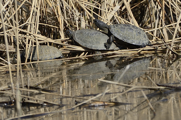 Trachemys & Emys