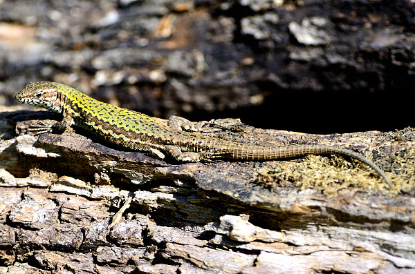 Podarcis muralis