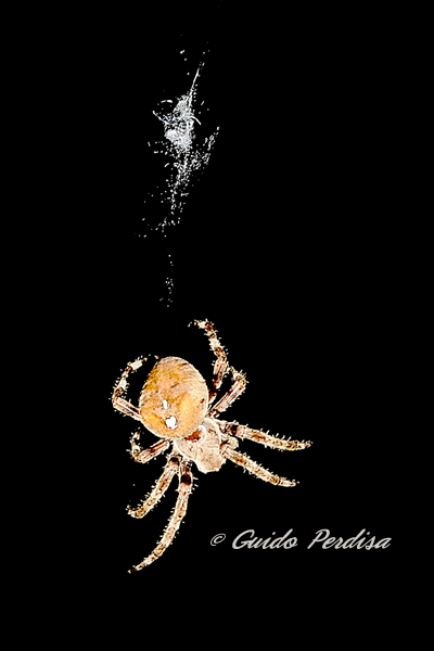 Araneus sp. (A. circe o A. angulatus)