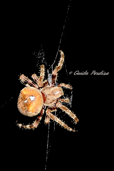 Araneus sp. (A. circe o A. angulatus)