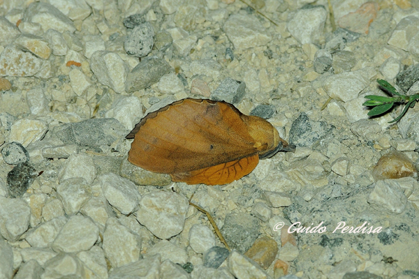 gastropacha quercifolia ID ??