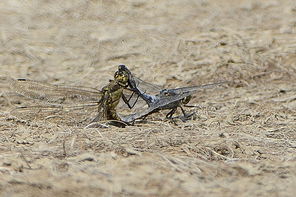 ID Orthetrum cancellatum accoppiamento