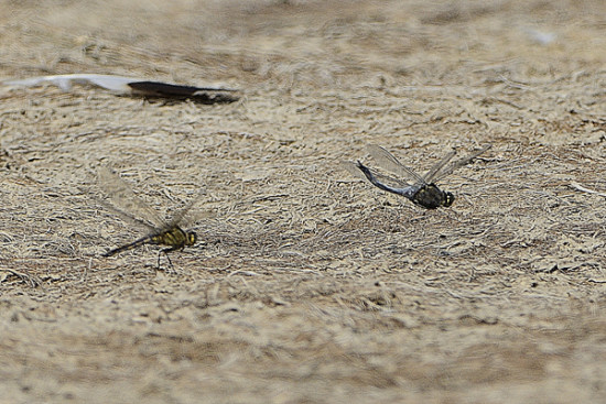 ID Orthetrum cancellatum accoppiamento