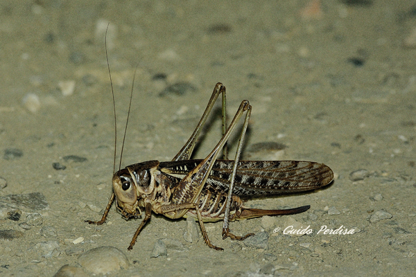 femmina di Decticus albifrons