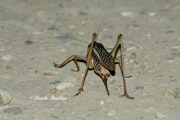 femmina di Decticus albifrons