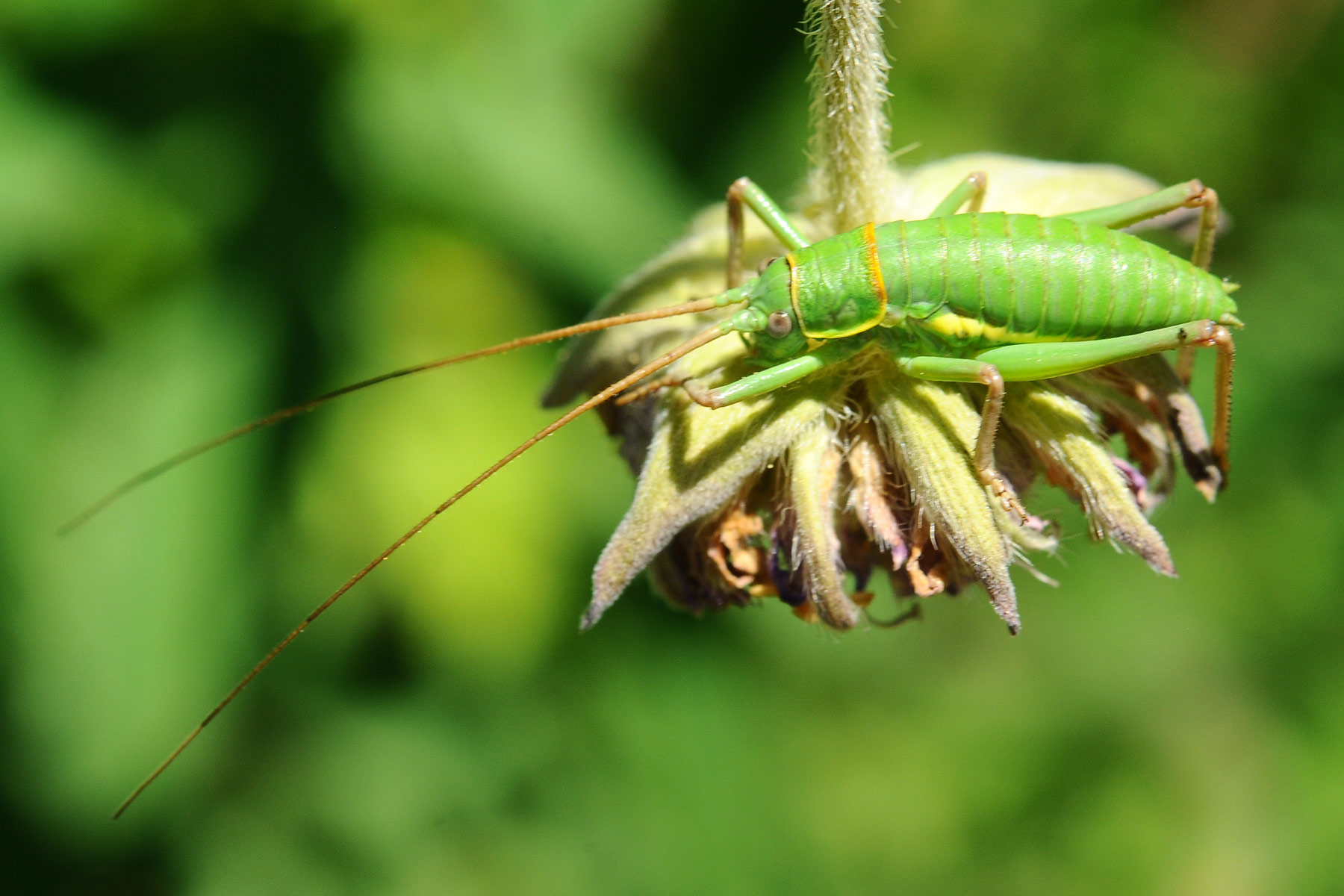 Bradyporidae:  Ephippiger sp.