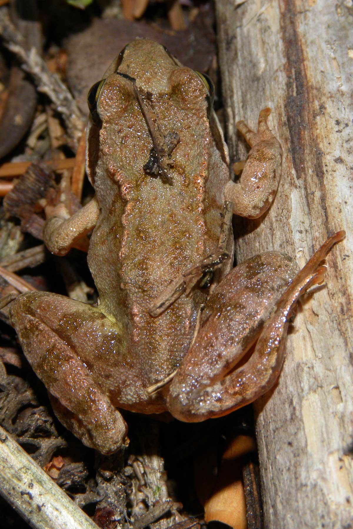 Rana temporaria