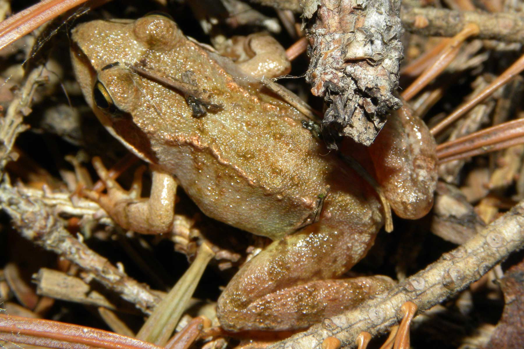 Rana temporaria