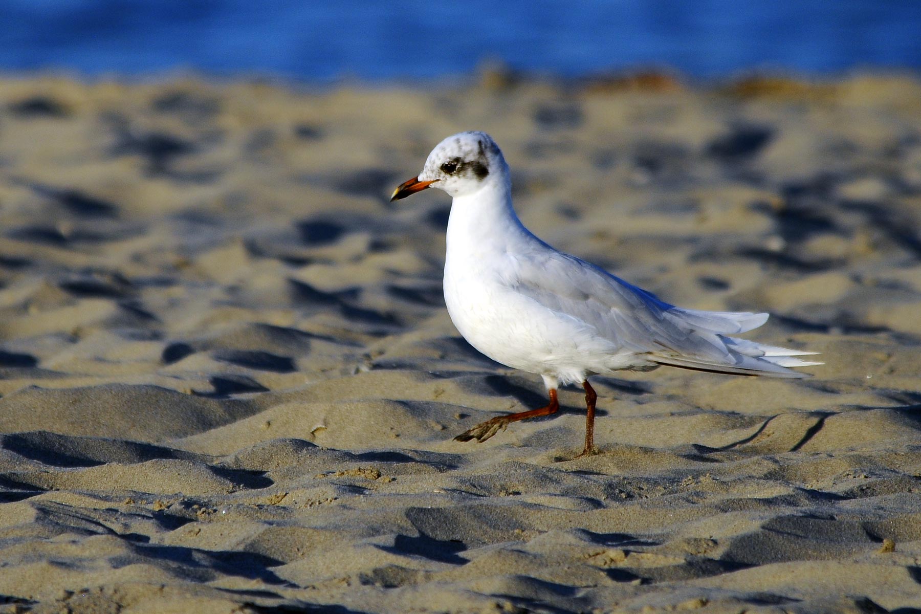 Gabbiano comune o corallino