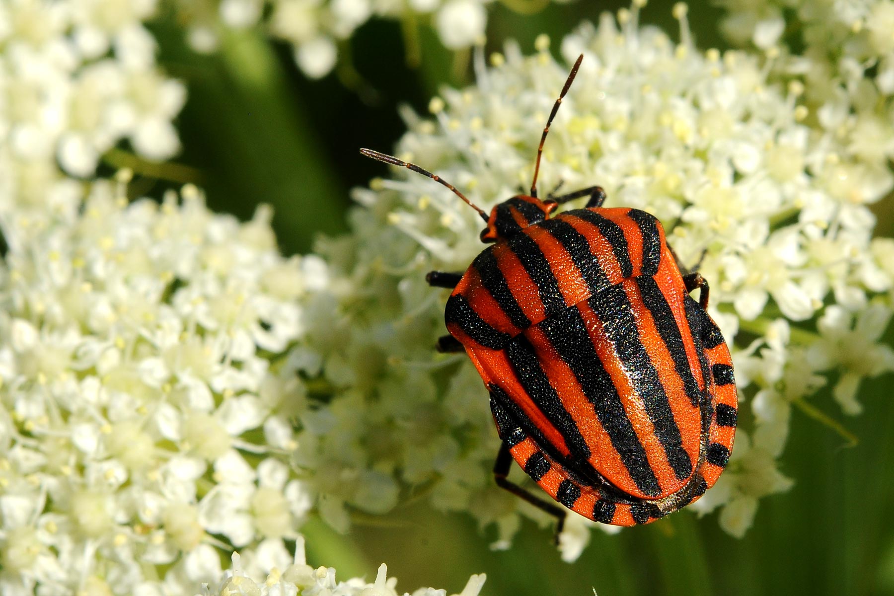 Graphosoma lineatum italicum del m.te Catria