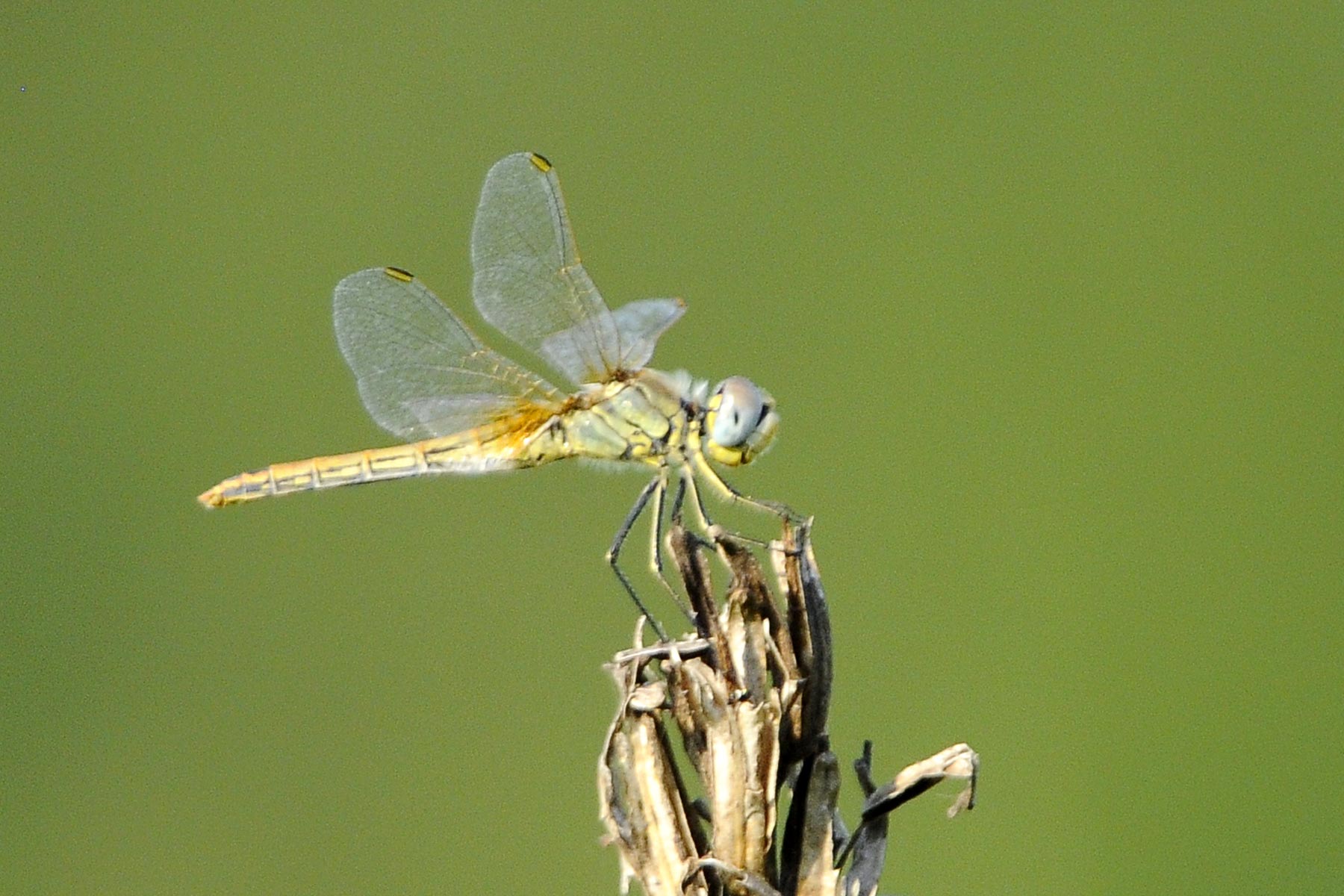 Odonata da identificare