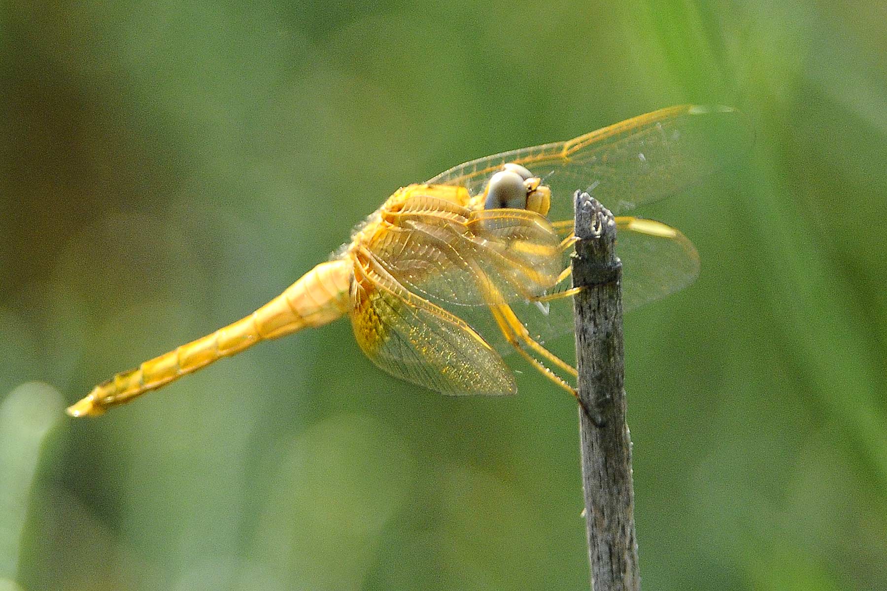 Odonata da identificare