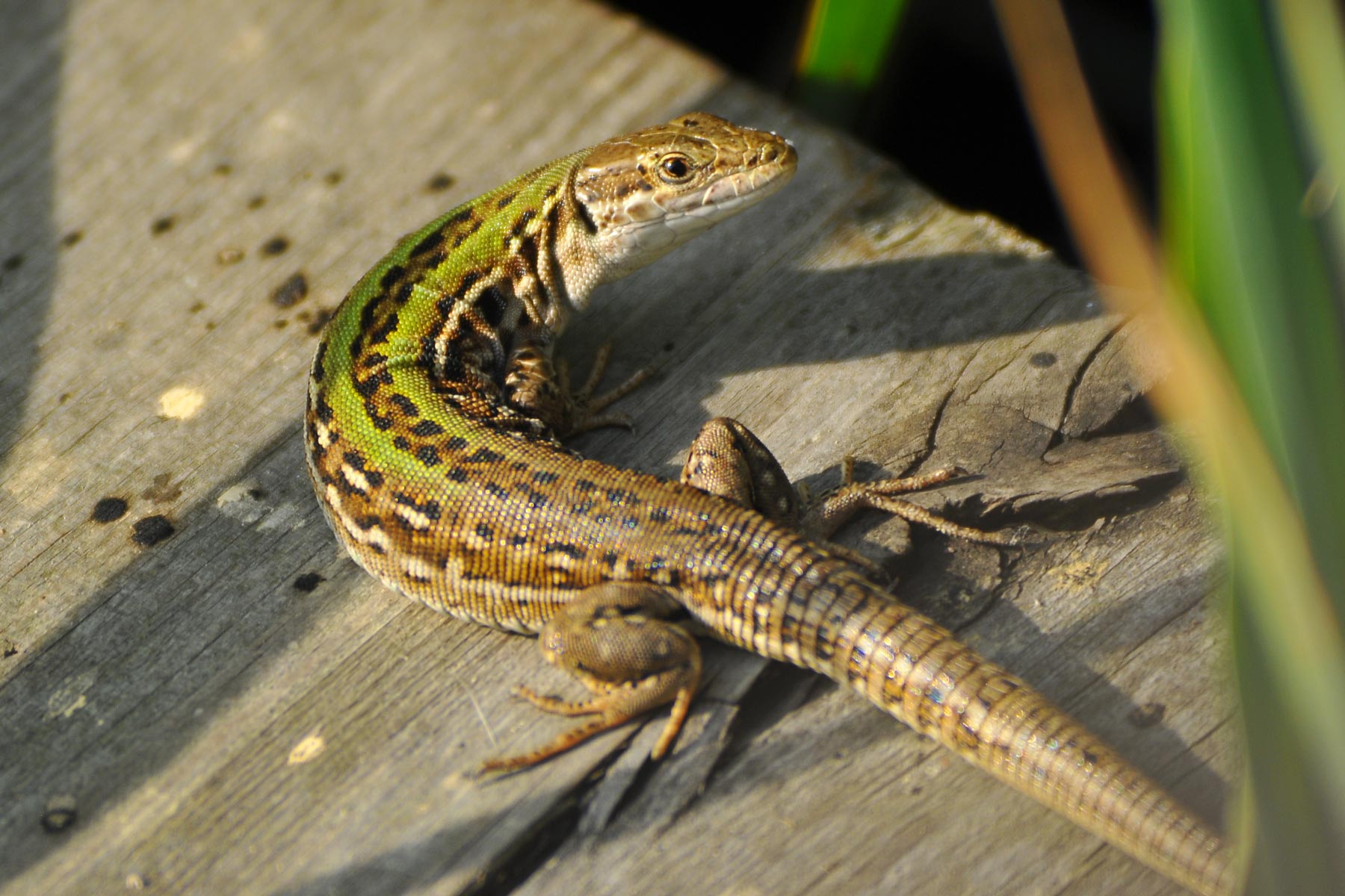 Altra lucertola da identificare (Podarcis siculus)