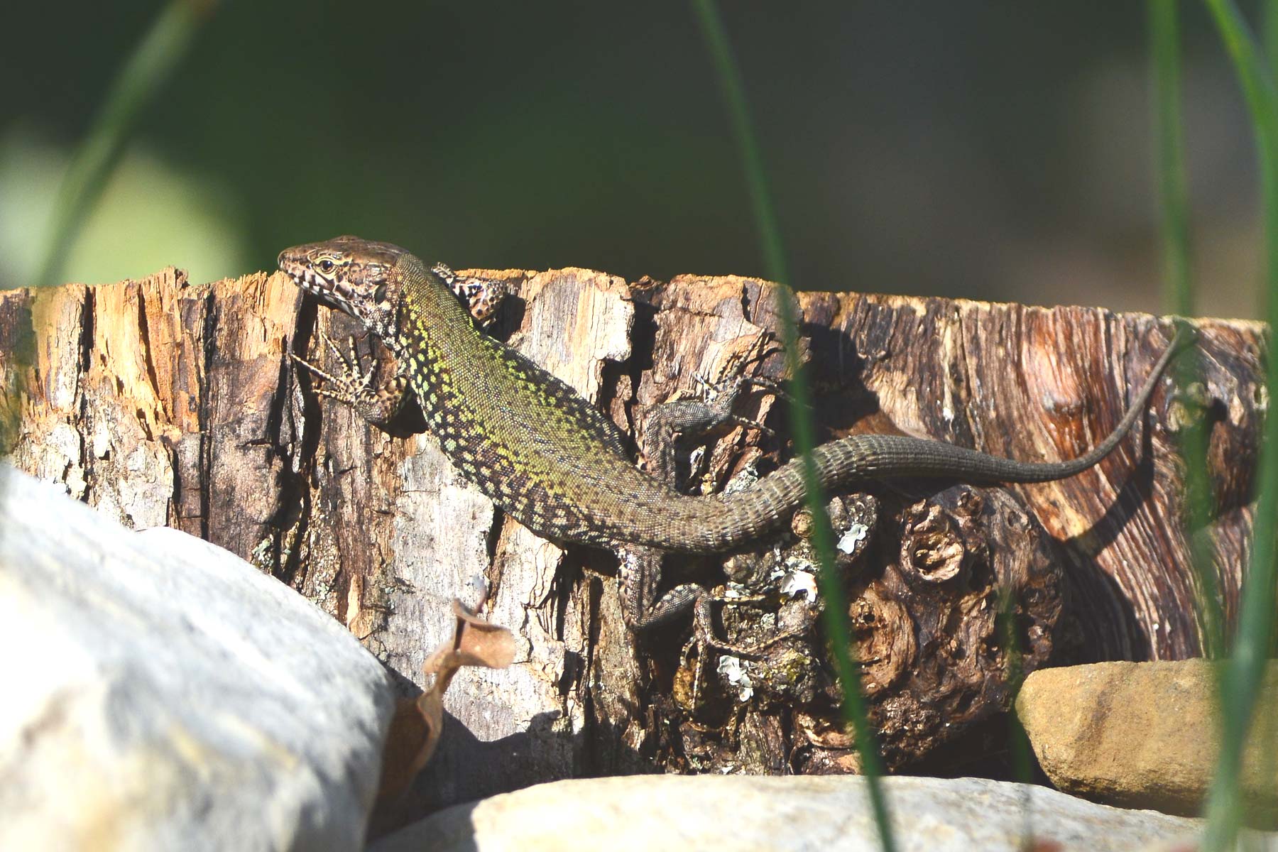 Lucertola da identificare (Podarcis muralis)