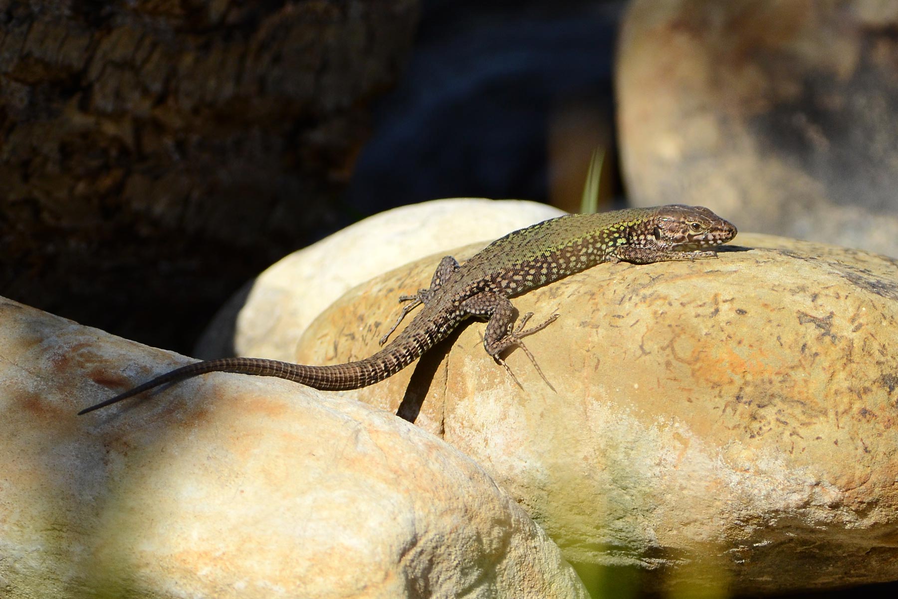 Lucertola da identificare (Podarcis muralis)