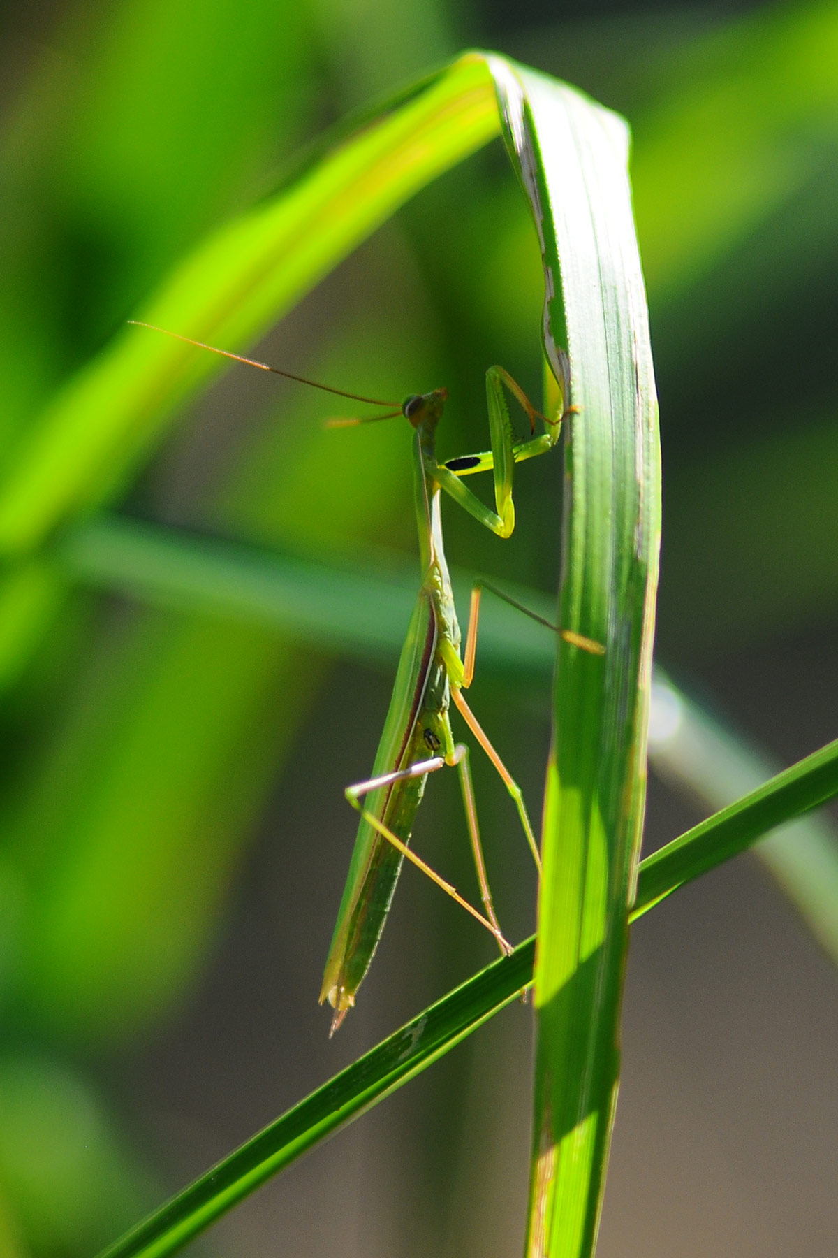 Due maschi di Mantis religiosa