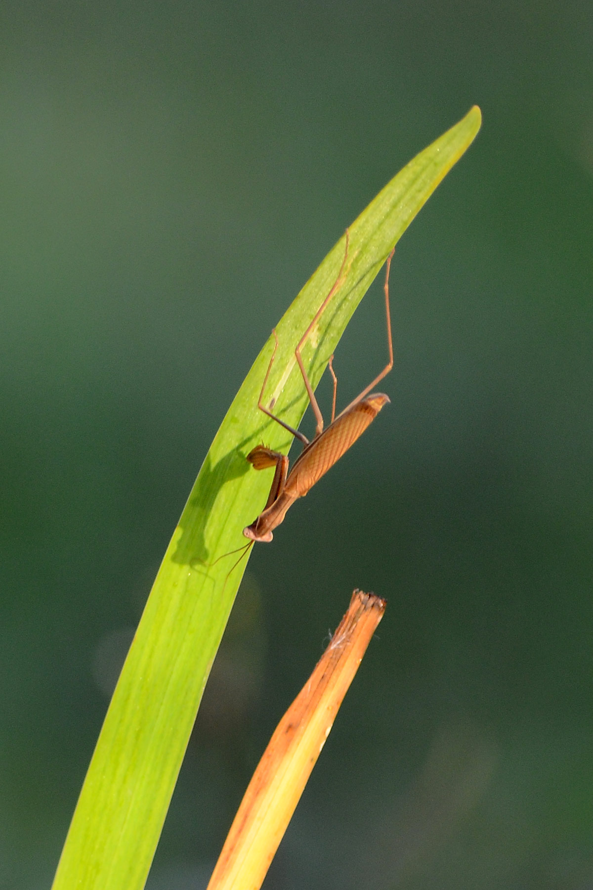 Due maschi di Mantis religiosa