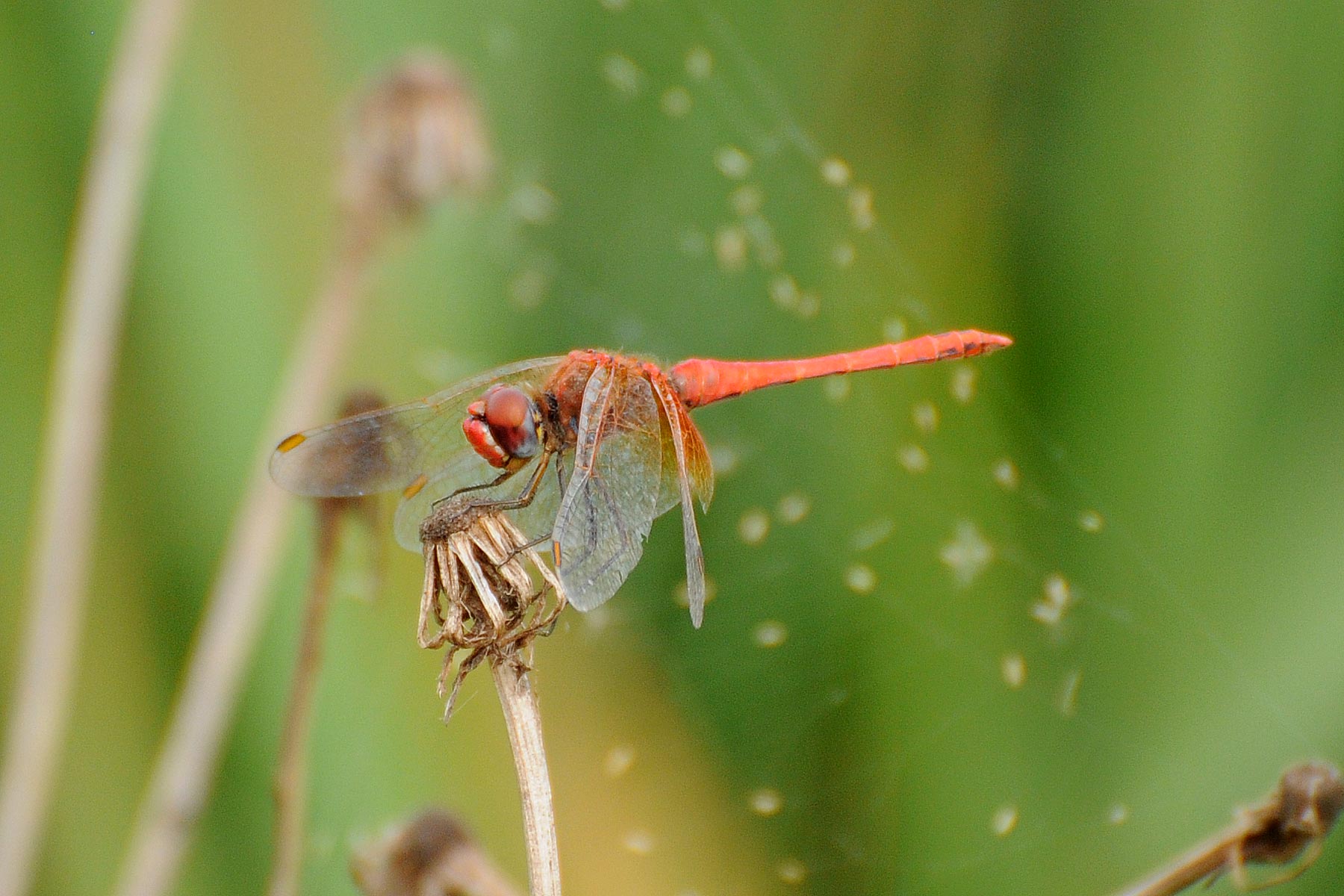 Libellula da determinare