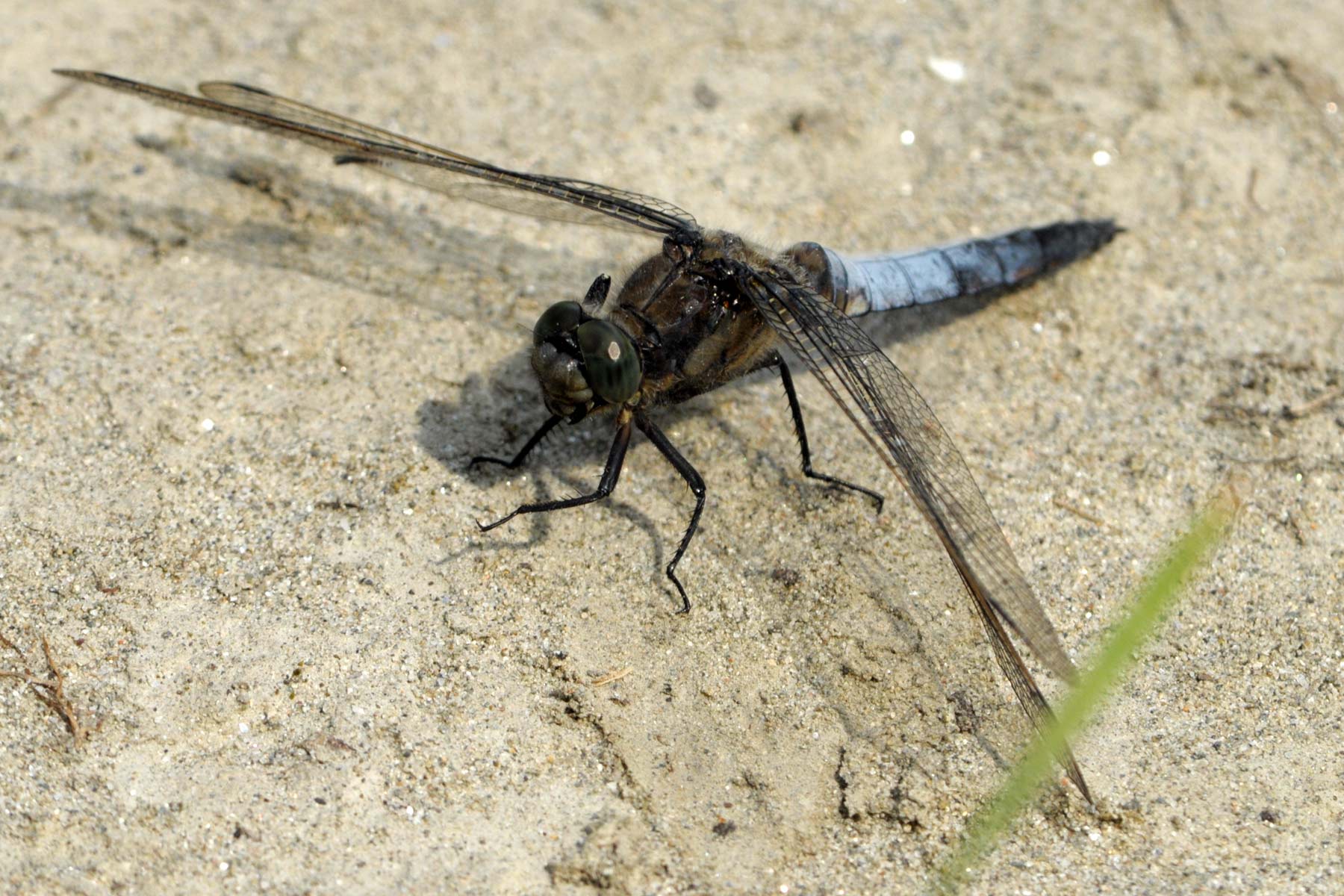 Due Odonata da identificare