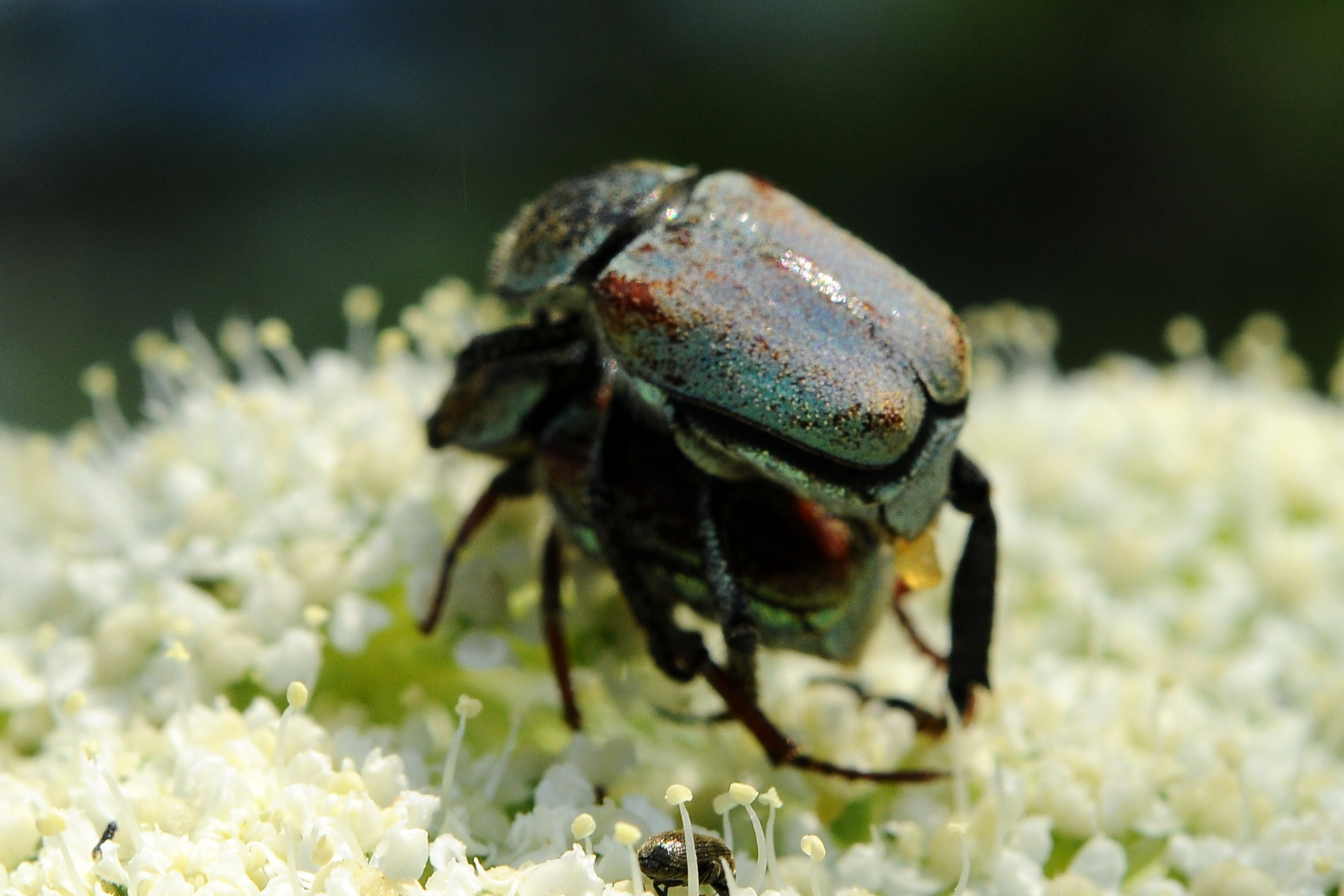 Scarabeidae da identificare: Hoplia sp. in accoppiamento