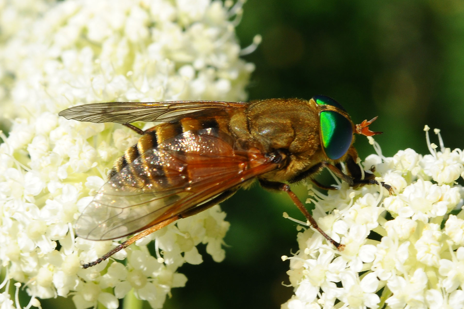 Philipomyia aprica