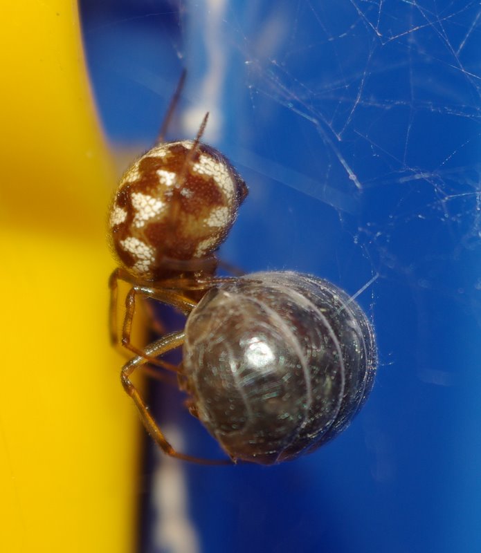 Steatoda triangulosa