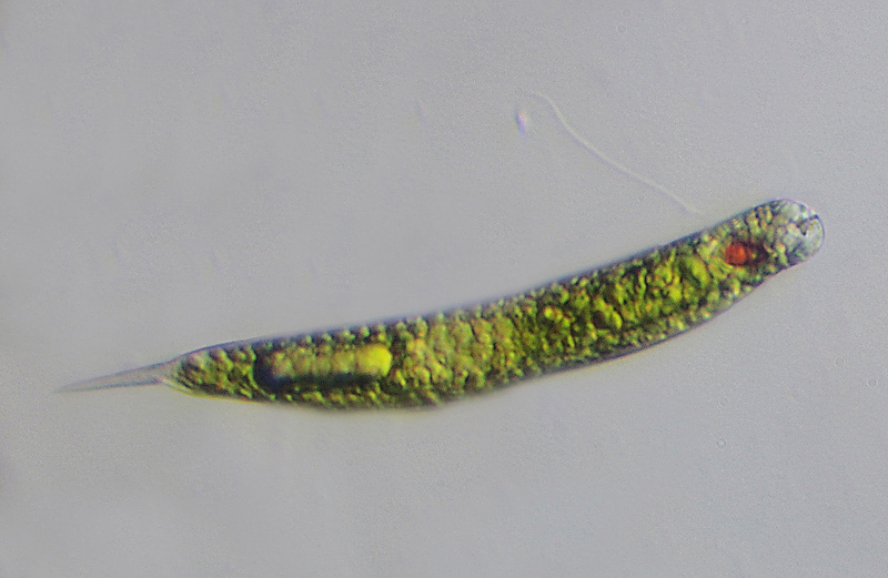 Euglena