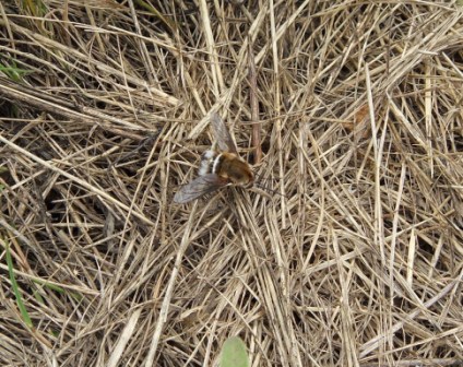 Aiuto per favore! Bombyliidae da identificare!!