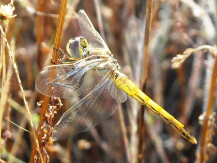 Anisoptera da determinare