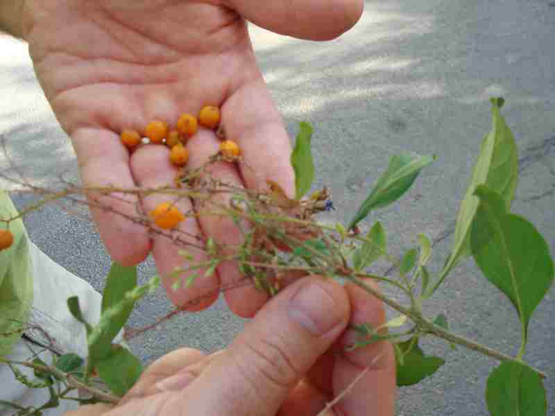 alberello della sicilia.- Duranta erecta