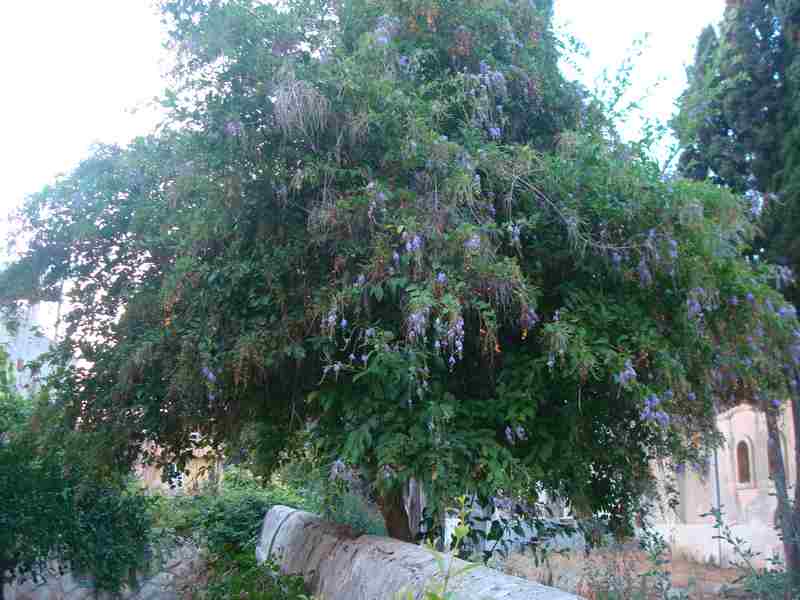 alberello della sicilia.- Duranta erecta