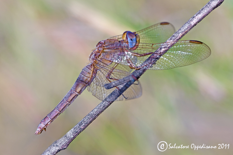 libellula da identificare: femmina Crocothemis erythraea