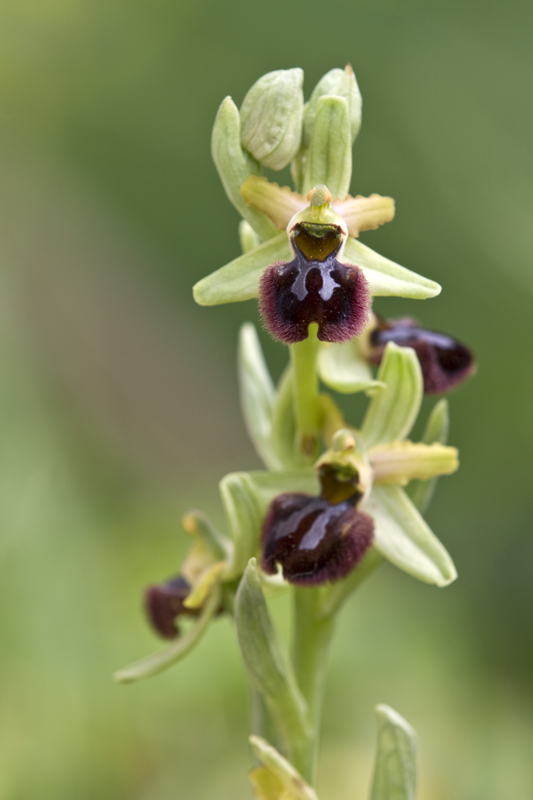 Orchidee da identificare