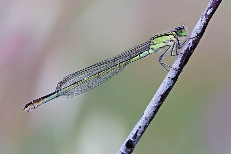 Identificazione damigella - Ischnura elegans