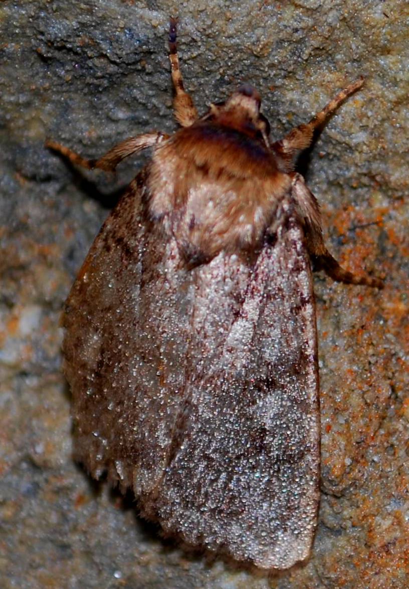 Identificazione Lepidottero in grotta