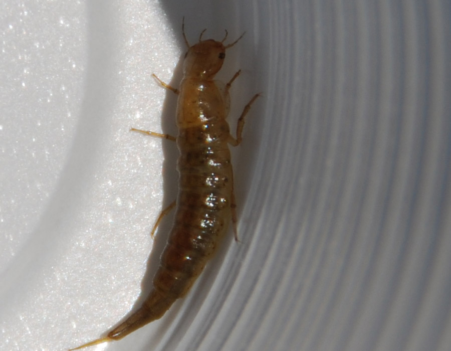 Larva di Dytiscidae