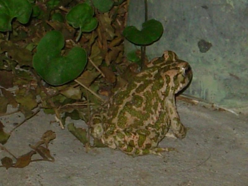 Simpatico e piccolo ospite notturno - Bufotes balearicus