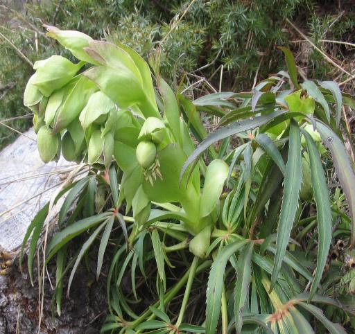 Helleborus foetidus