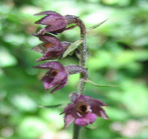 Epipactis del Varesotto