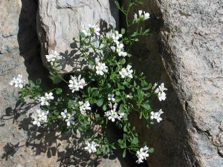 Cardamine resedifolia