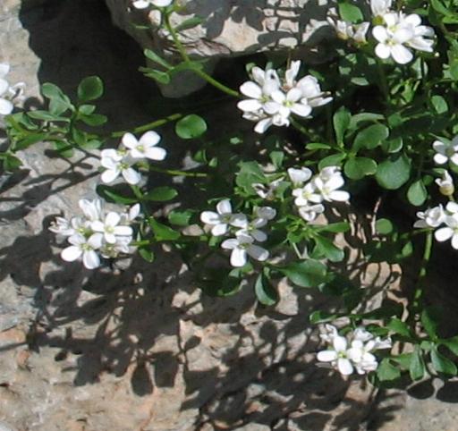 Cardamine resedifolia