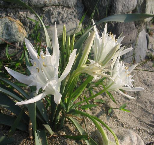 non  indigeno,ma...- Pancratium maritimum