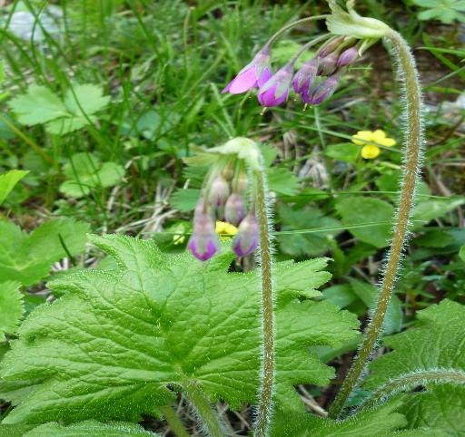 Primula matthioli (=Cortusa matthioli) / Cortusa di Mattioli