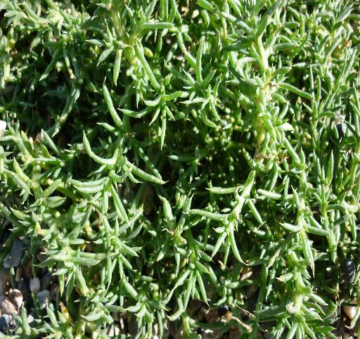 Salsola tragus / Salsola caprina