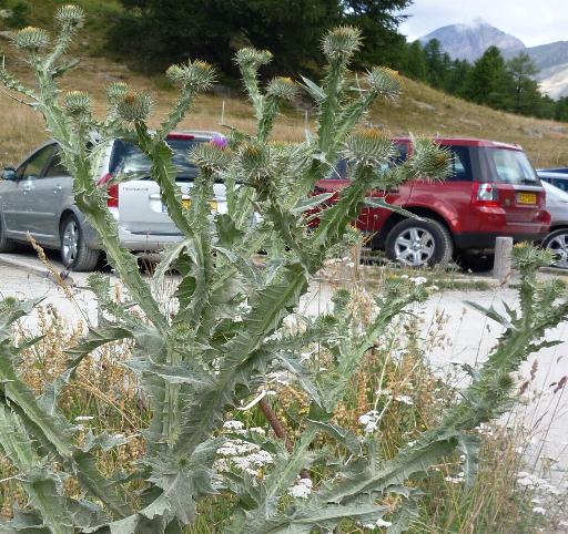 che cardo ? - Onopordum acanthium