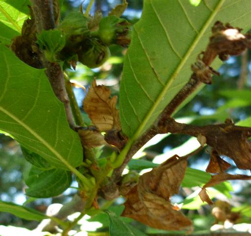 Un albero di castagno con galle di Dryocosmus kuriphilus