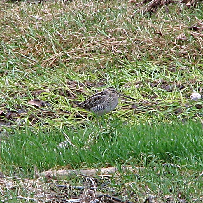 Identificazione limicolo (beccaccino?)