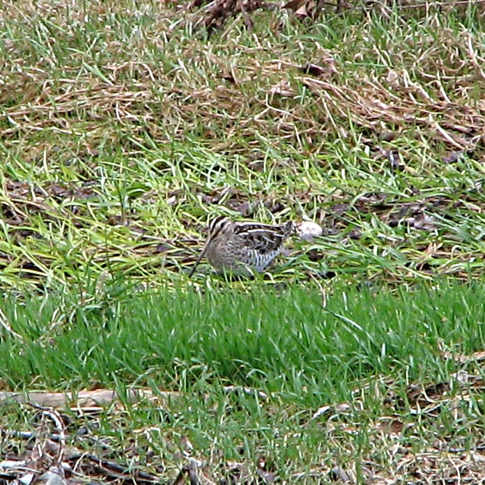 Identificazione limicolo (beccaccino?)