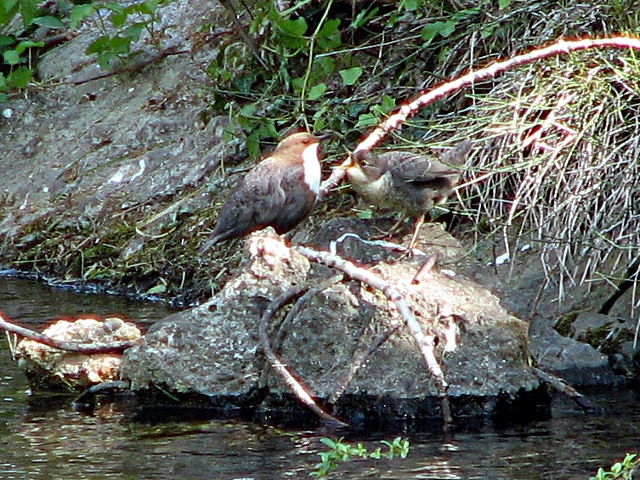 Merlo acquaiolo